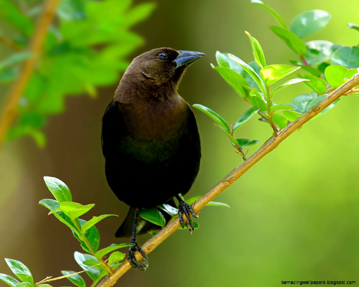 Fancy Birds HD Wildlife Birds photography 1280x1024 NO8 Desktop Fancy Birds HD Wildlife Birds photography 1280x1024 NO8 Desktop