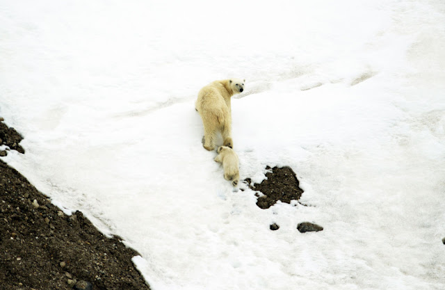 Baby polar bear hitches a ride on mom's back, cute baby polar bear, polar bear