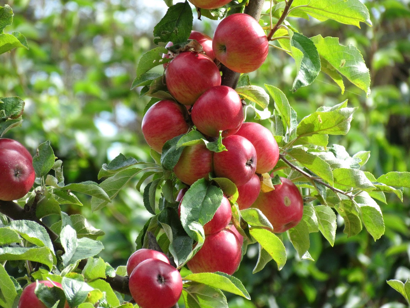 apple tree through my apple time apple tree through my apple time
