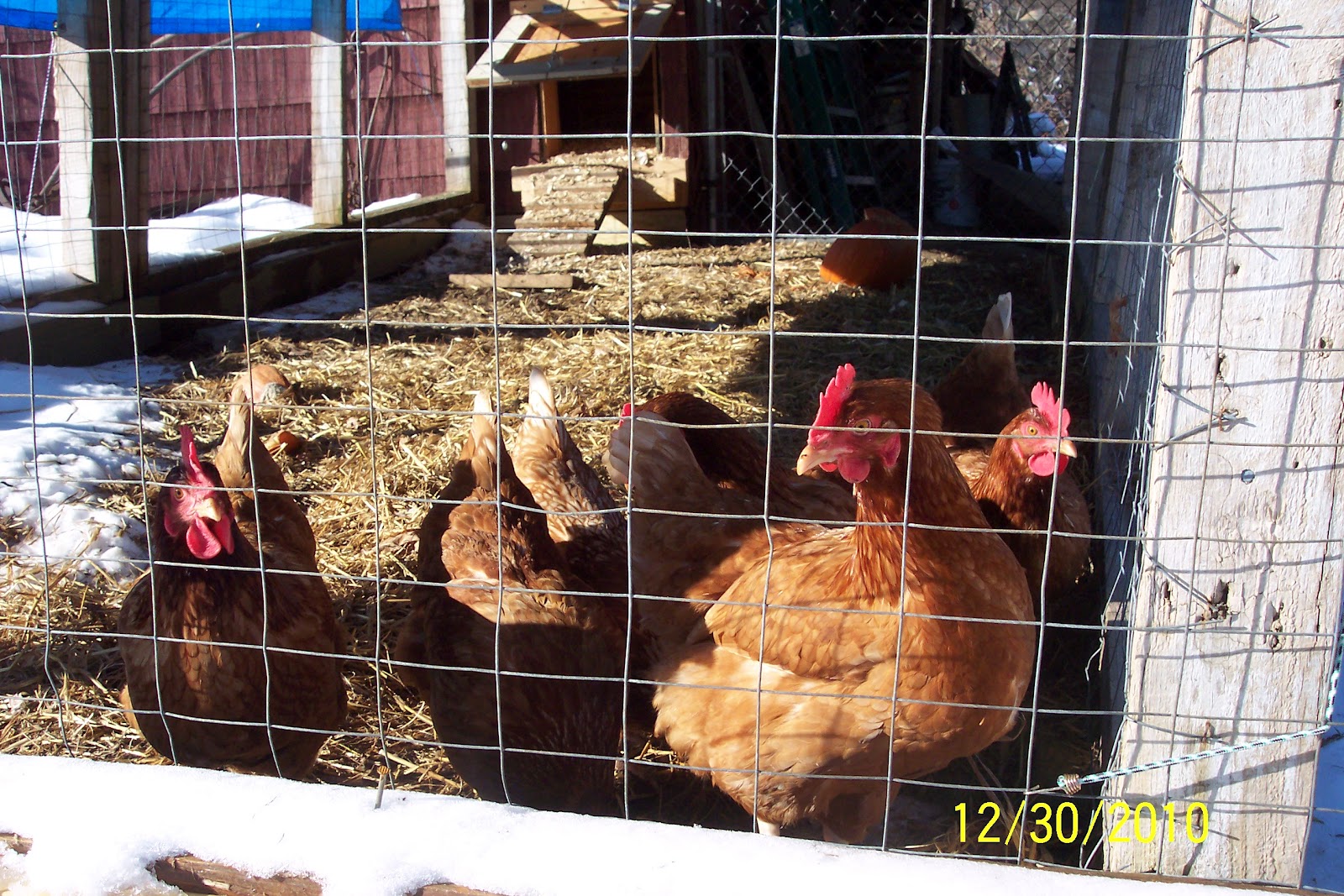 My Special Homestead Getting Back to Basics Free Ranging Chickens and Millipedes