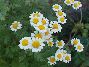 florecillas