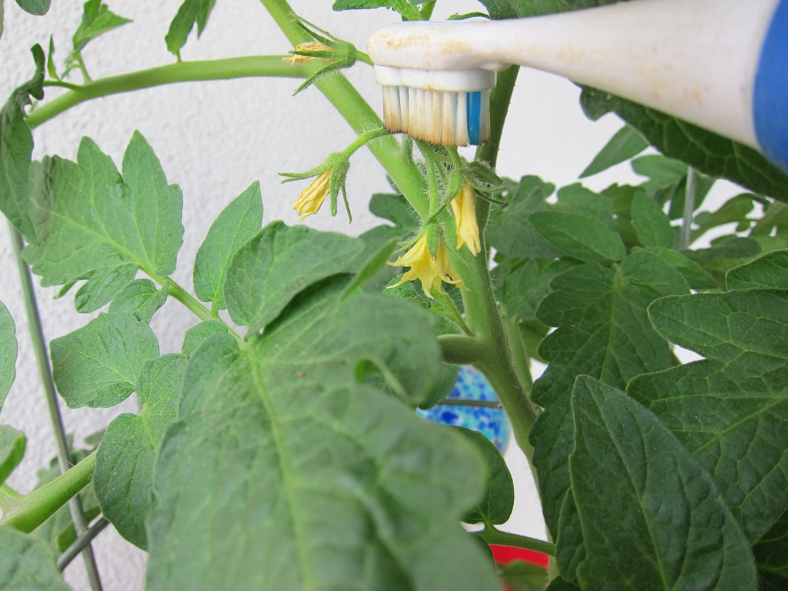 Hey, who cut the cheese? How to handpollinate tomato
