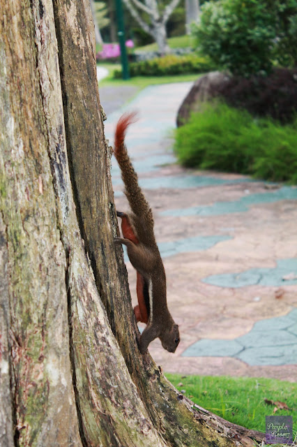 Squirrel