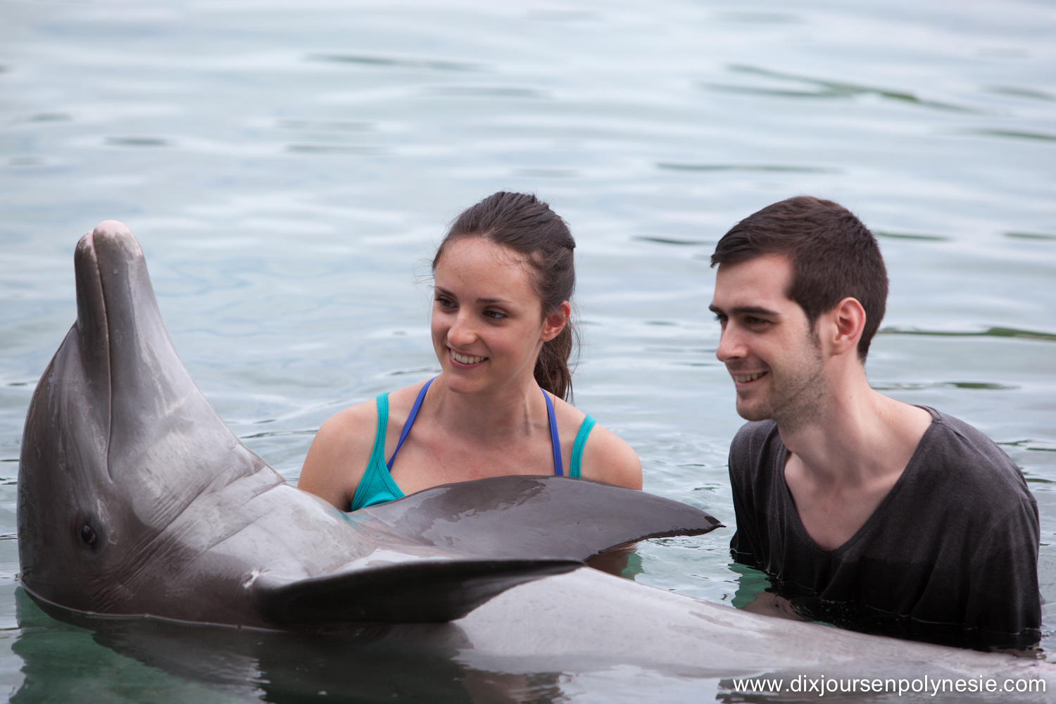 rencontre dauphin moorea