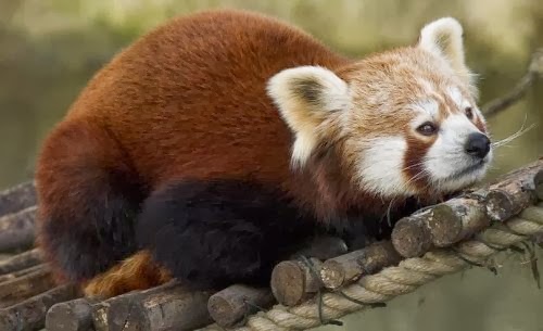 Baby Red Pandas | Interesting Facts & Profile | All Wildlife Photographs