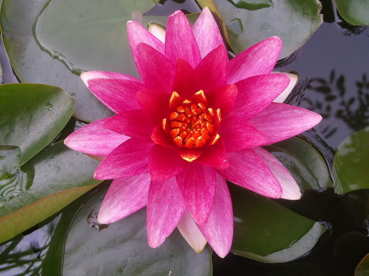 "Gypsy" water lily