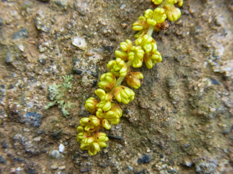 私の拾いもの クヌギの花