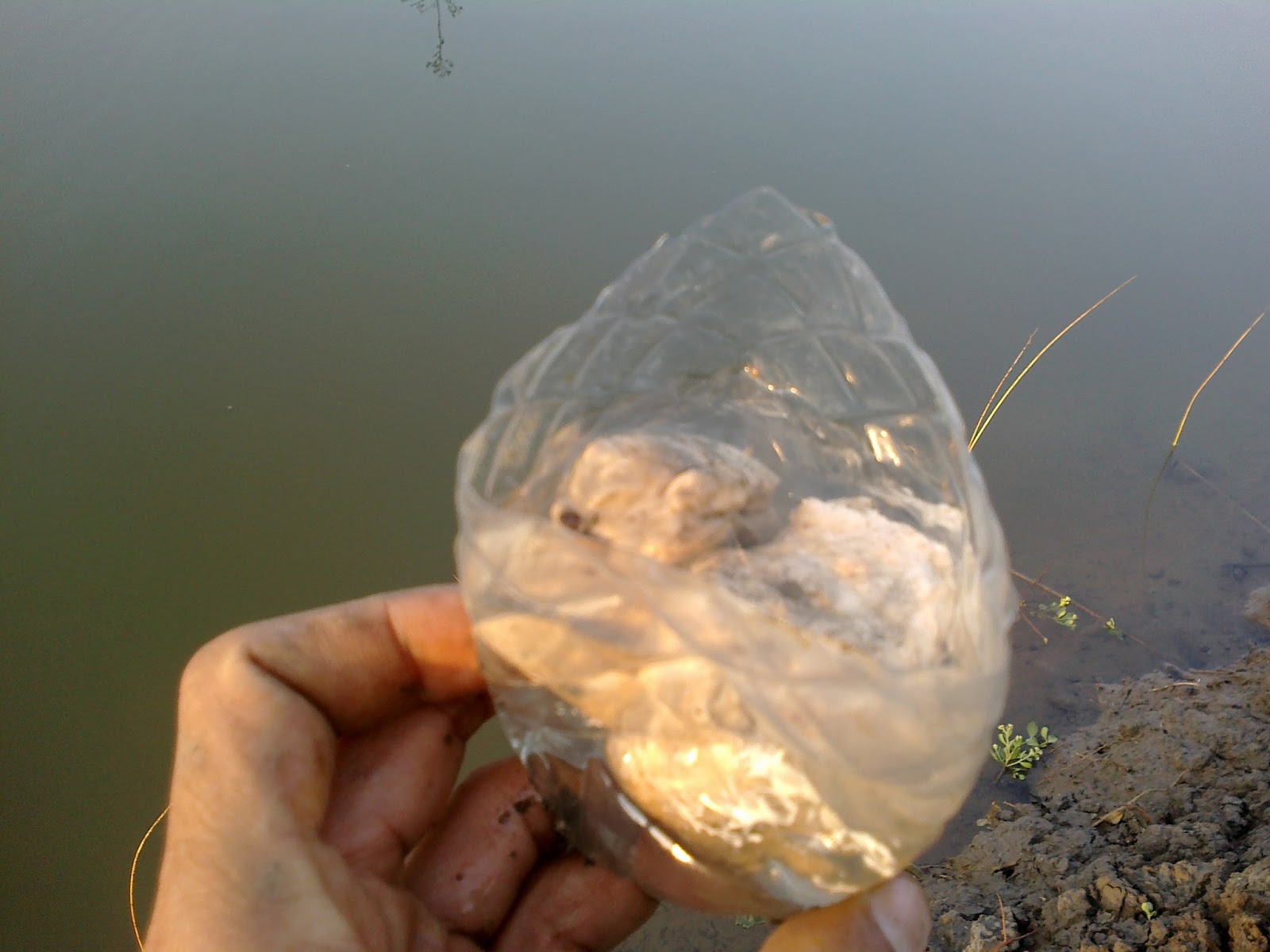 cara menangkap burung kaca mata,prenjak,kolibri,cabe