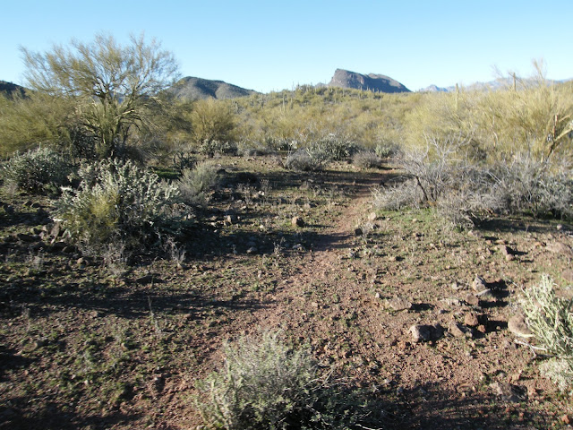 Sonoran Desert, Arizona