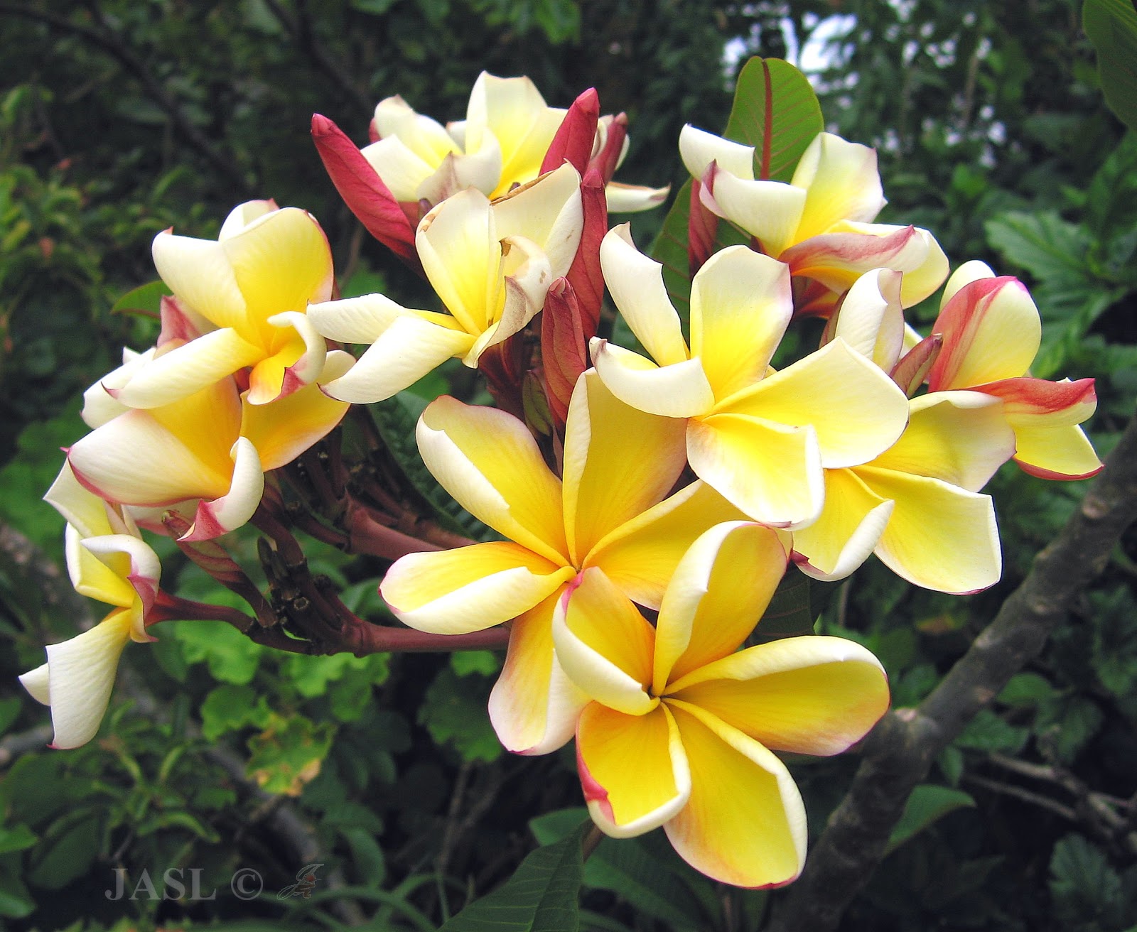 Jardín de las Aves SL ( JASL ) Colección Botánica Apocynaceae (2