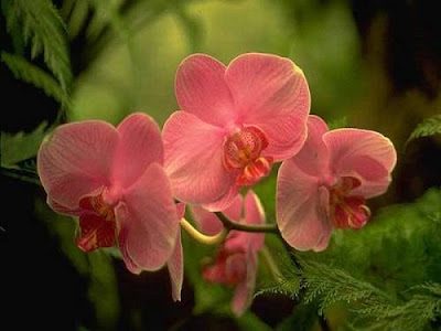 orchids care