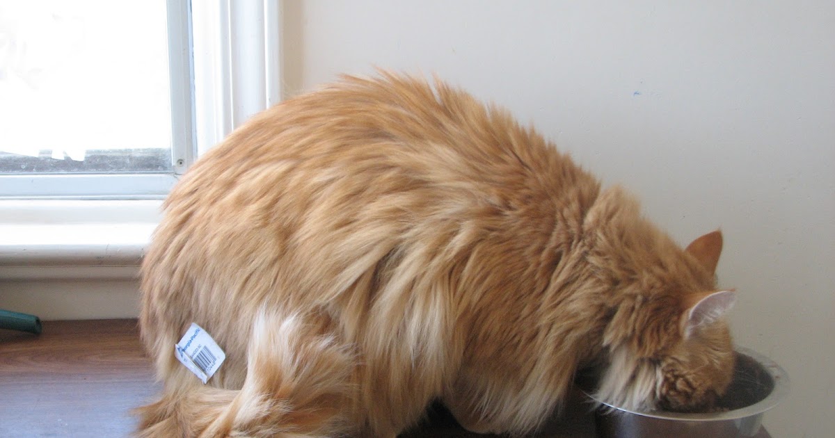 Faith in Ambiguity The Lack of Empathy of Cats