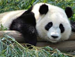 Giant pandas