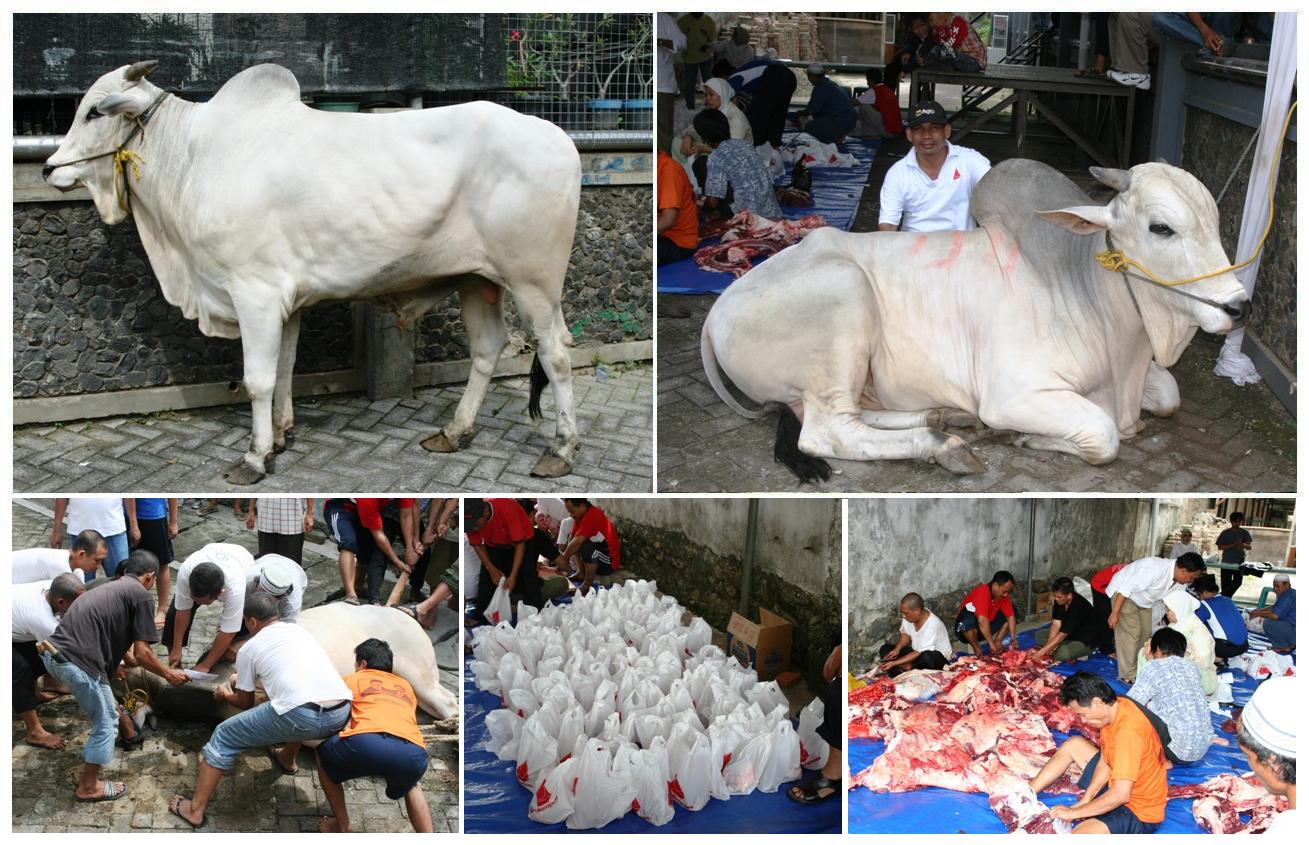 Jasa Potong Qurban Terjual Jasa Pemotongan Hewan Qurban Kambing