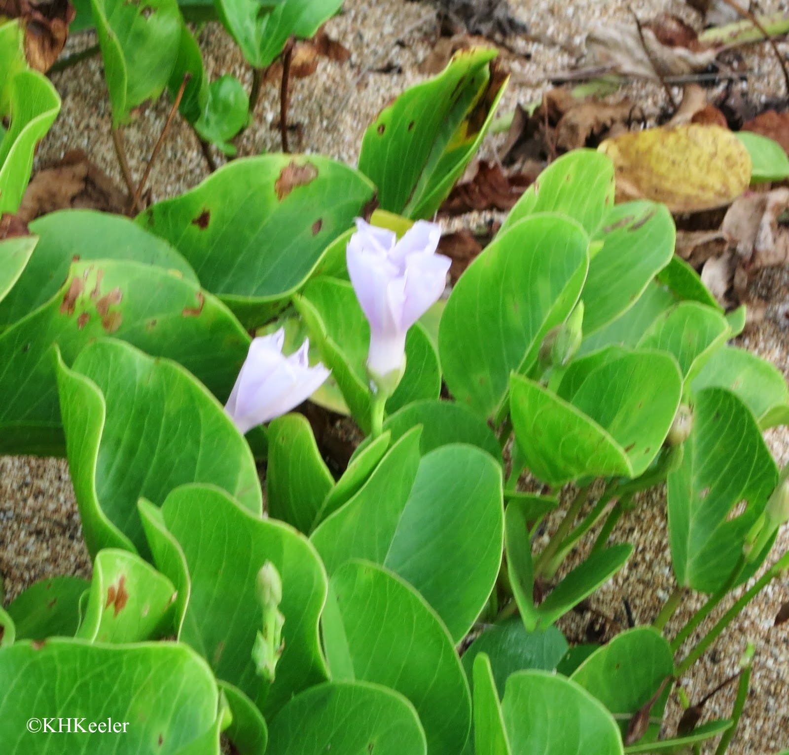 A Wandering Botanist Visiting Kauai Native Flowers!