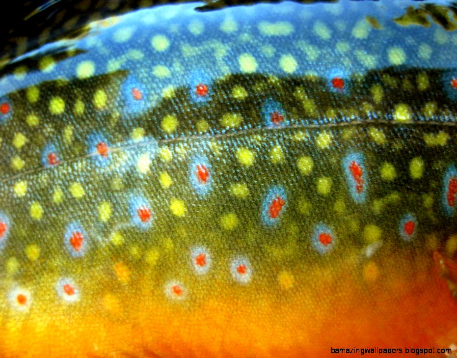 Trout Skin Wallpaper images Trout Skin Wallpaper images