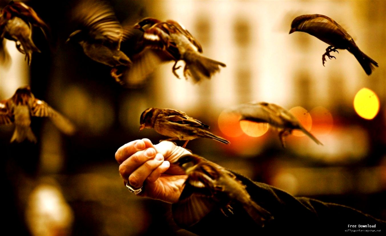 feed the birds High Quality wallpaper View feed the birds High Quality wallpaper View