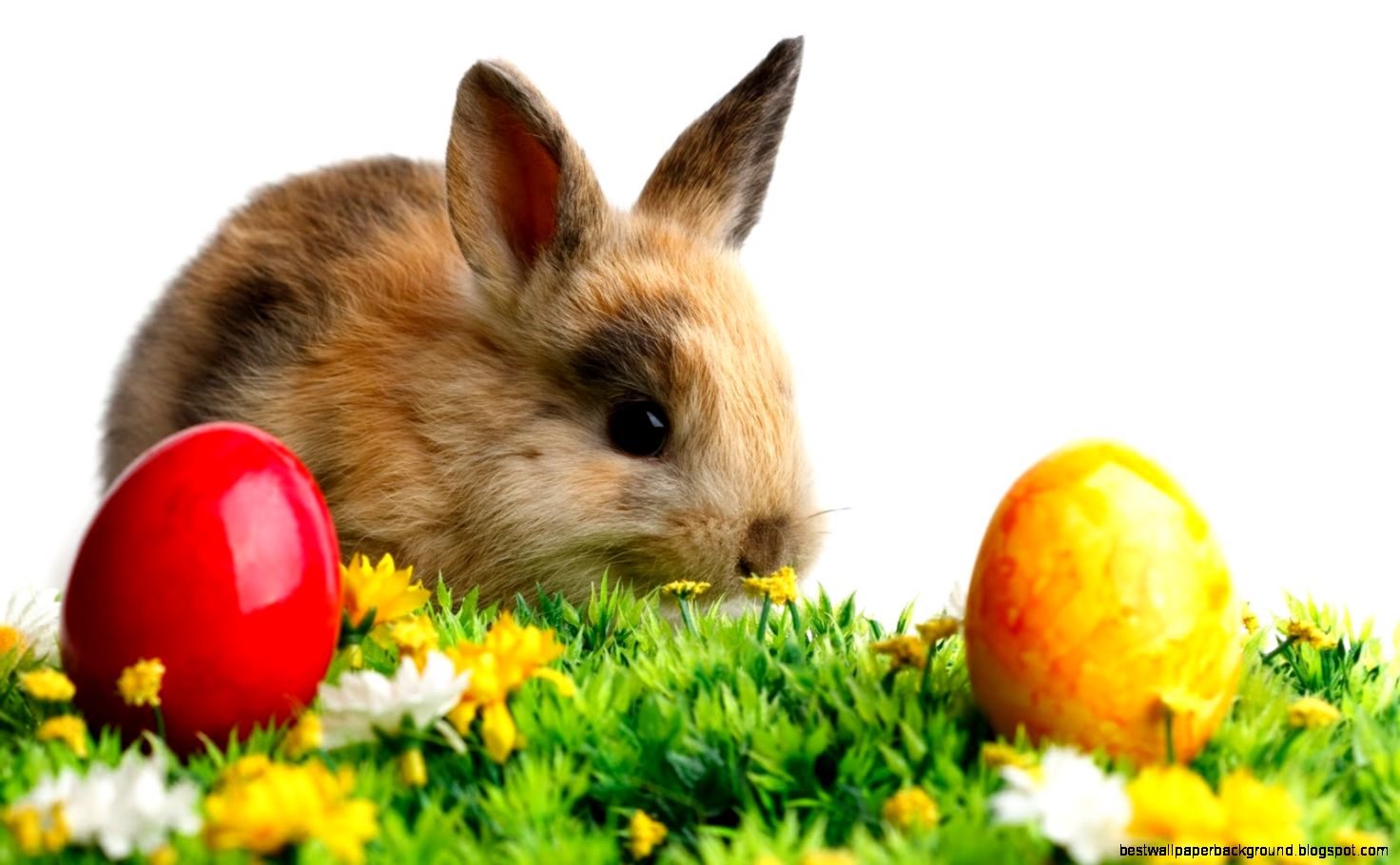 Easter Bunny HD Wallpapers Easter Bunny HD Wallpapers