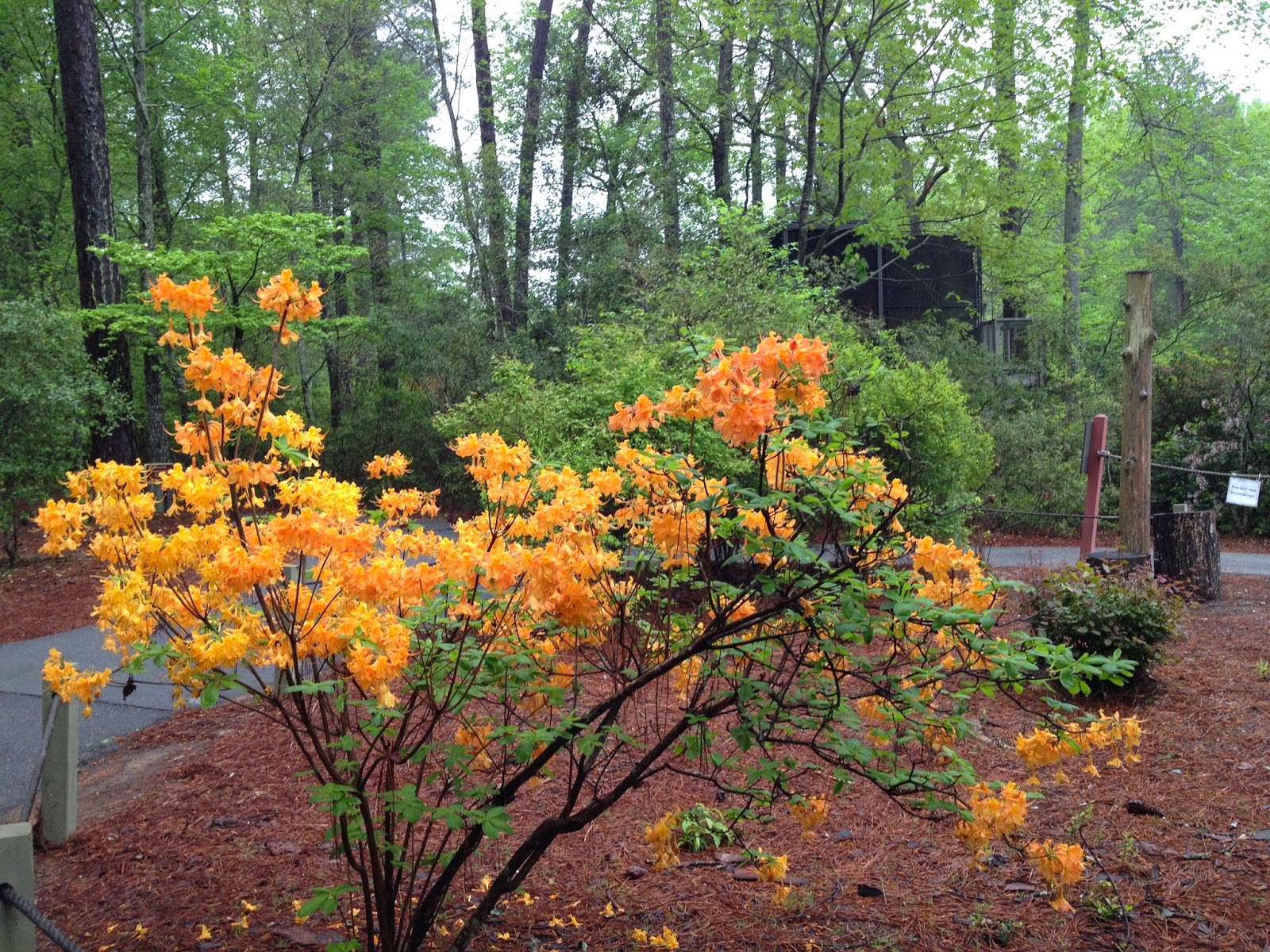 Janice S Travels Callaway Gardens In The Spring Of 2015