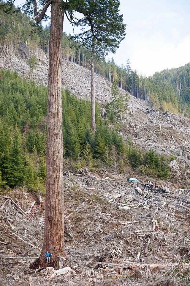 Vancouver Island Big Trees Canada's 2nd Biggest Douglasfir Tree