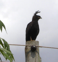 long-crested hawk eagle