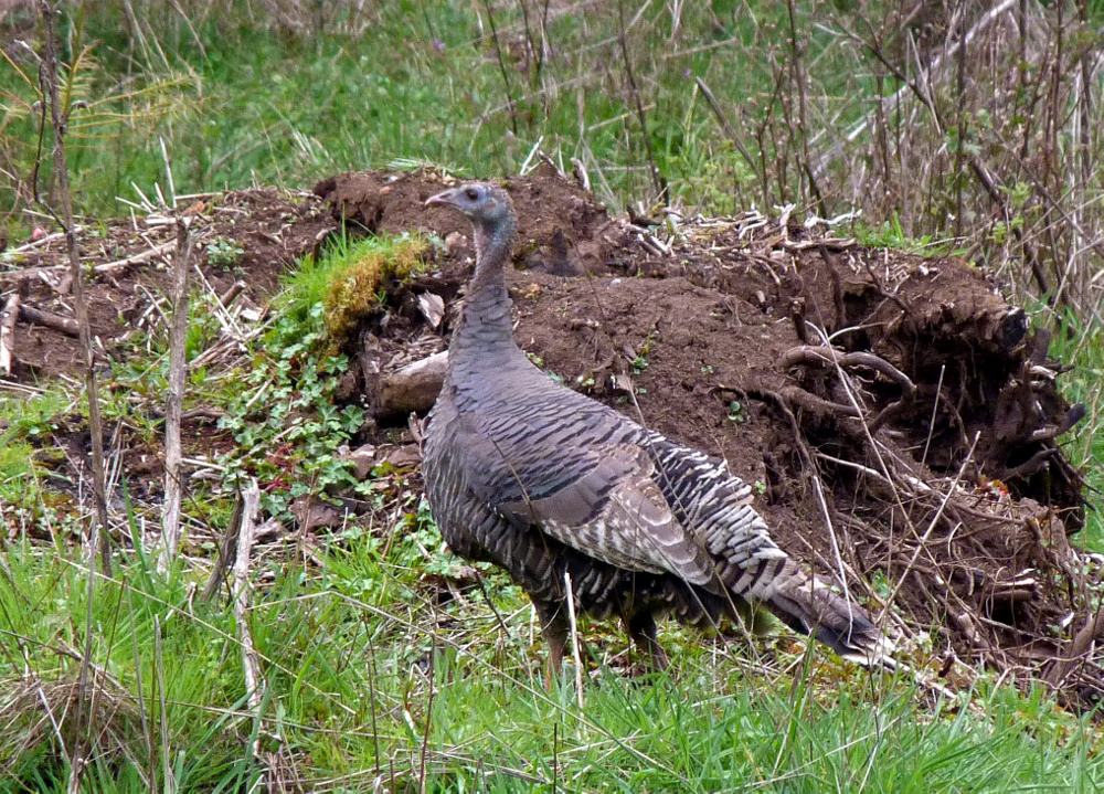 The Flycatcher Wild Turkeys multiplying in Oregon
