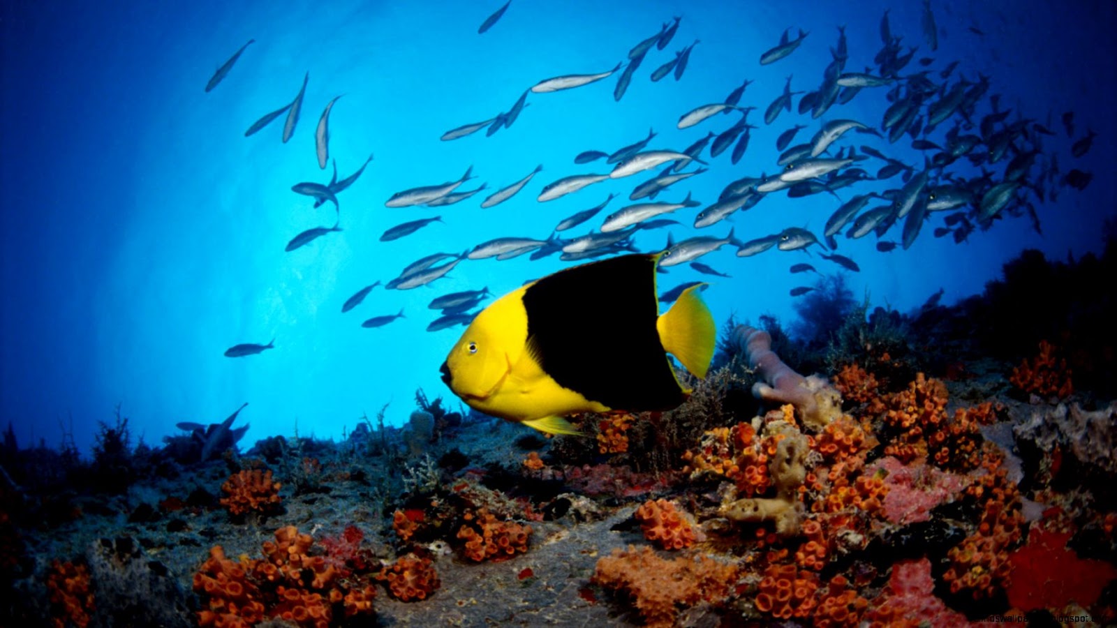 Free Fish Wallpapers for Desktop Free Fish Wallpapers for Desktop