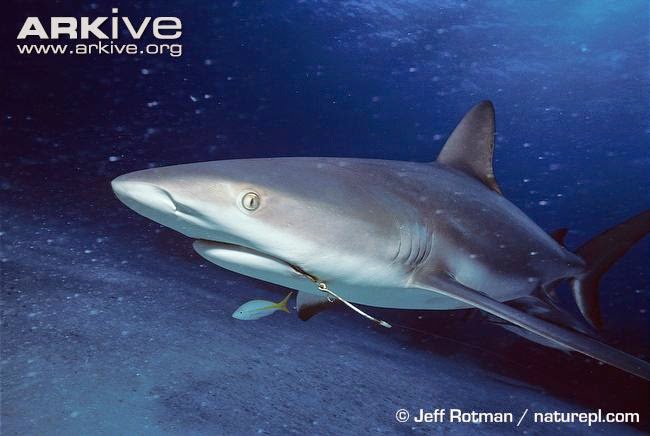 Caribbean Reef Shark (Carcharhinus Perezi)