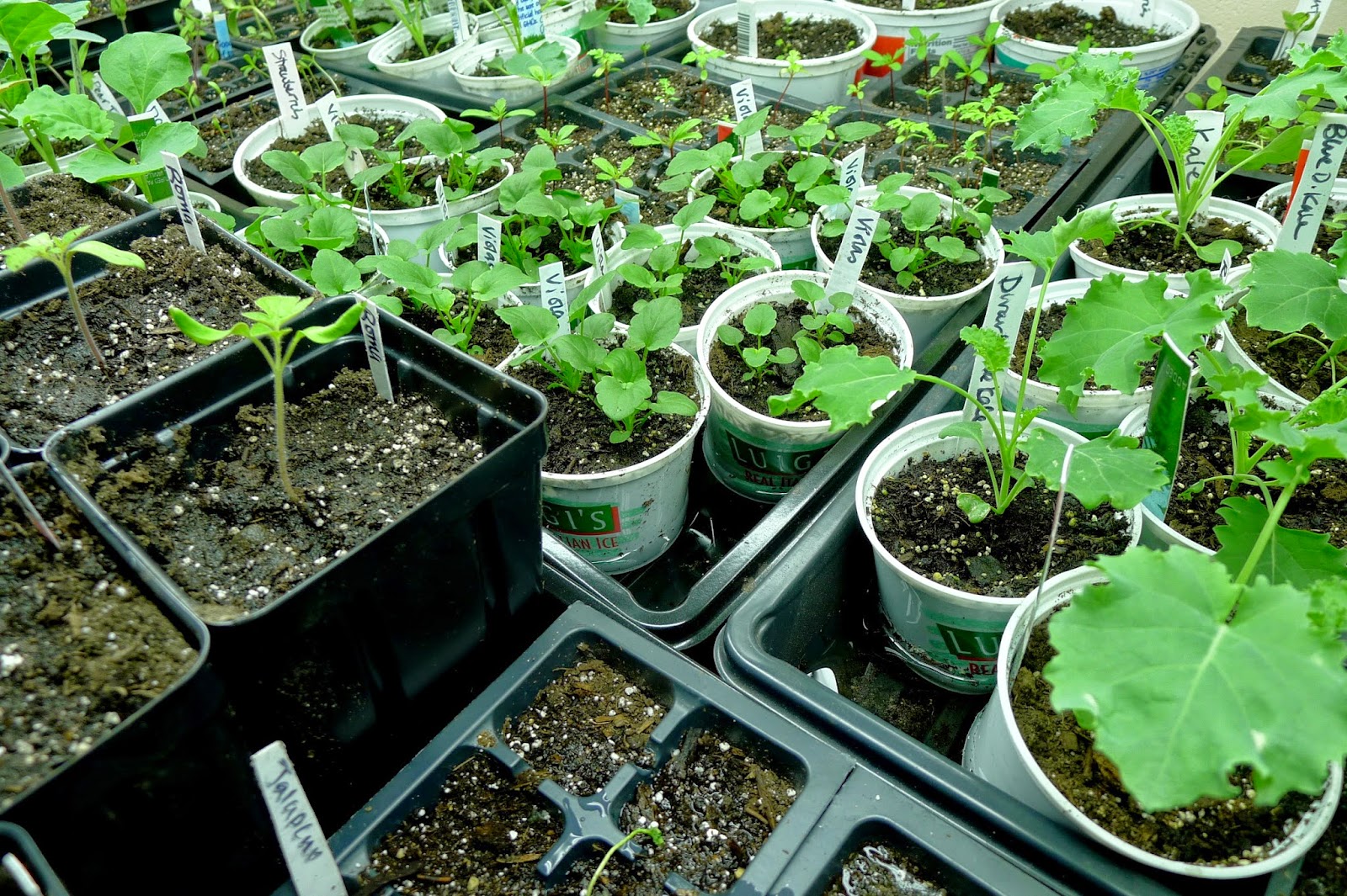 Less Noise, More Green How to care for seedlings while on vacation