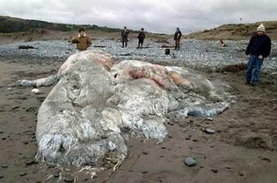 Tanda Tanda Akhir Zaman Keluarnya Binatang Dabbah Dari Perut Bumi 2