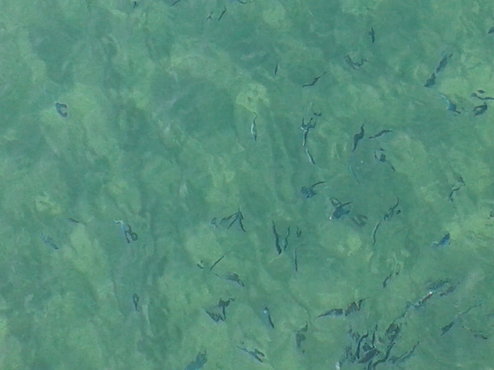 Peces en el mar