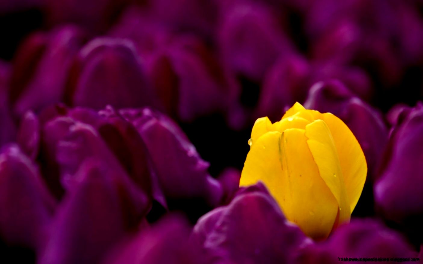 Tulips Yellow Purple Dew Spring Hd Wallpaper Best Desktop Wallpapers Tulips Yellow Purple Dew Spring Hd Wallpaper Best Desktop Wallpapers