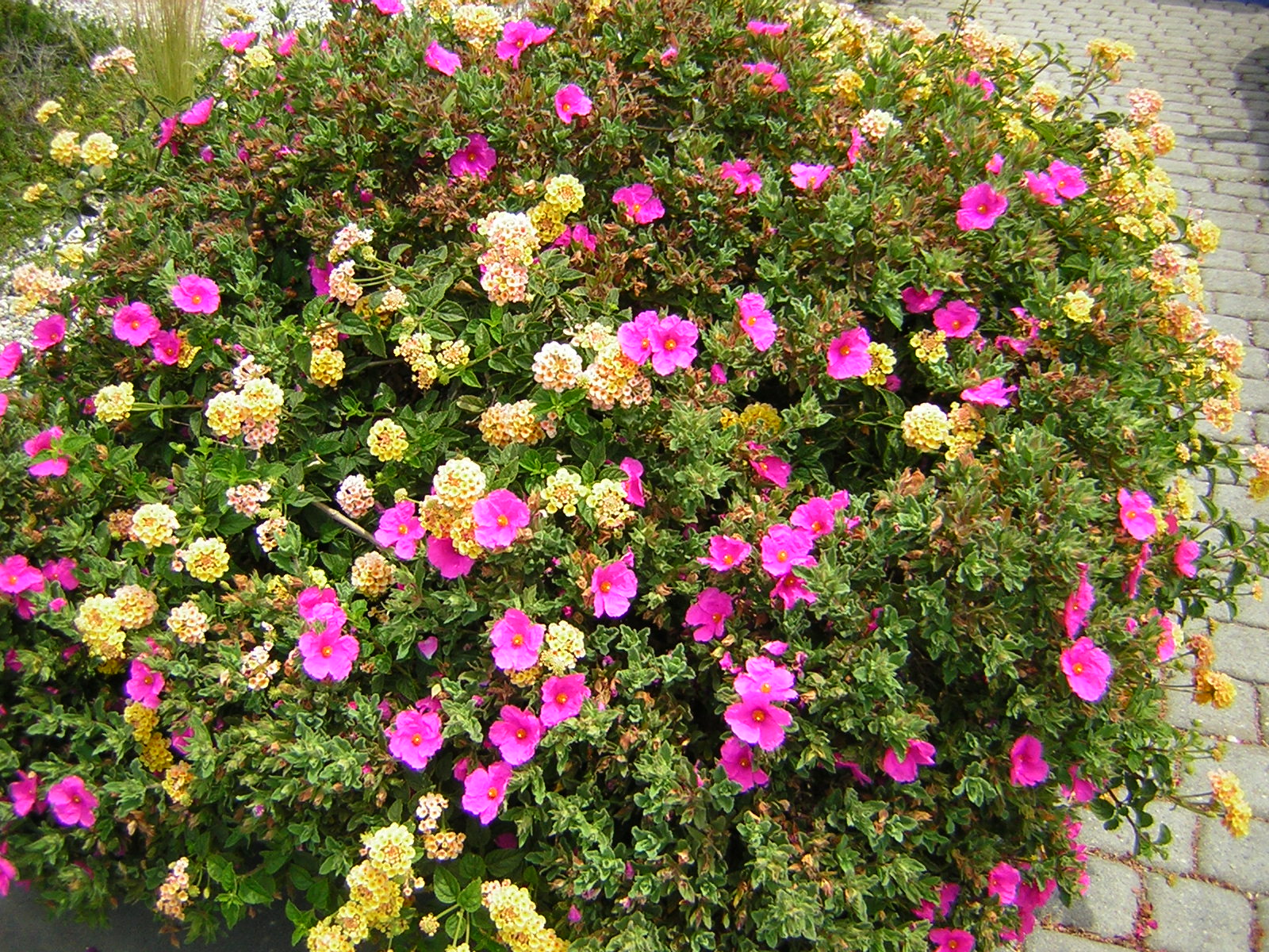 *Terra Garden* Sun rose and lantana