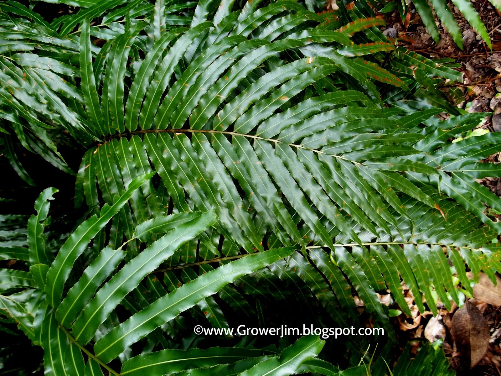 Garden Adventures Giant Vine Fern (Stenochlaena tenuifolia)