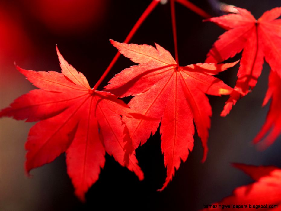 Red leaves Flower Pictures Red leaves Flower Pictures