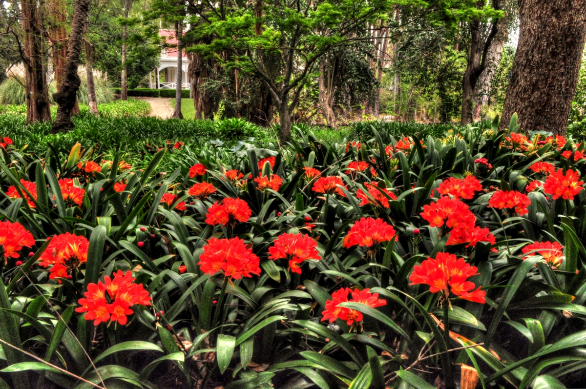 L.A. County Arboretum & Botanic Garden Plant Info South African Bulbs Flowering in the Garden