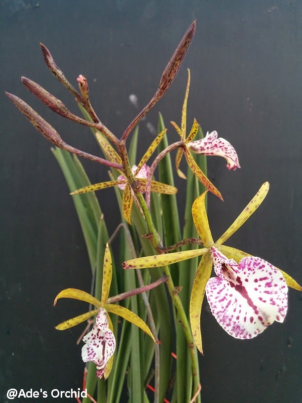 Ade's Orchid Brassoepidendrum (Bepi.) Phoenix 'Kona'