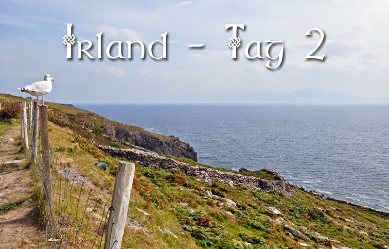 Irland 2014 - Tag 2 | Titelbild mit Möwe auf dem Slea Head Drive