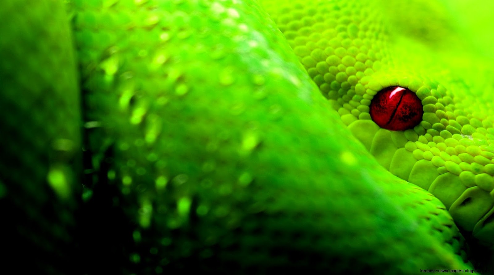 Green Snake Green Snake