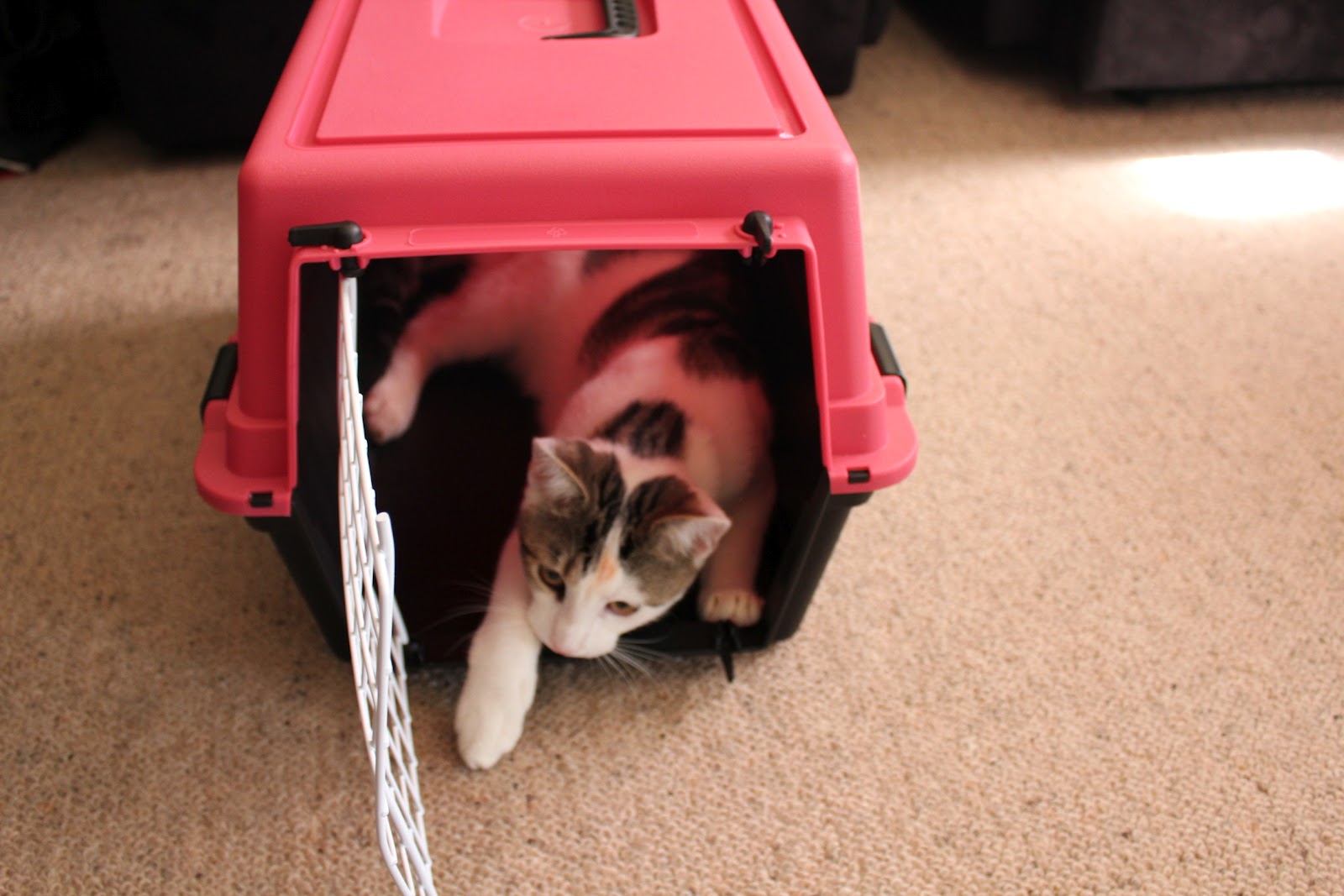 Pedro d'Cat Cat in Cage