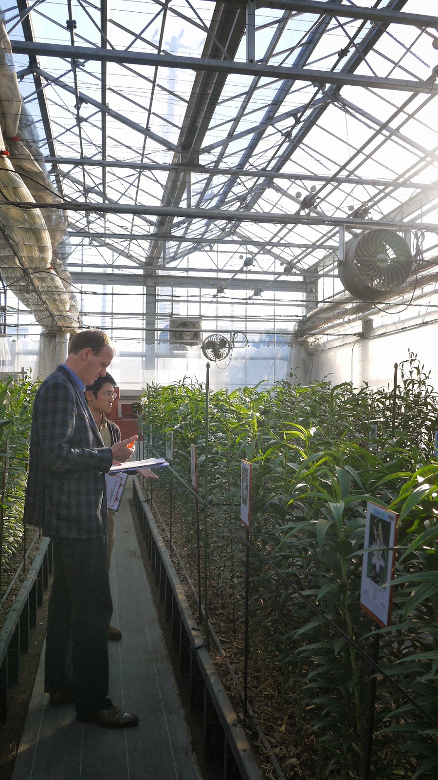 中村農園ブログ オランダ ヤンデウィット社よりお客様がいらっしゃいました