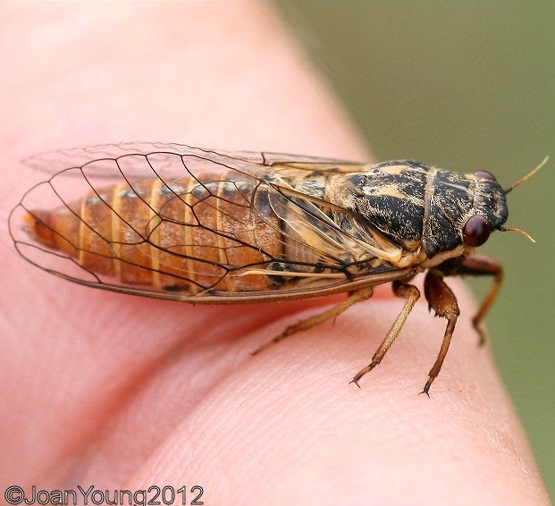 South African Photographs Cicadas (Melampsalta leucoptera)