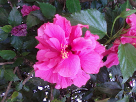 Hibisco rosa, lindo!