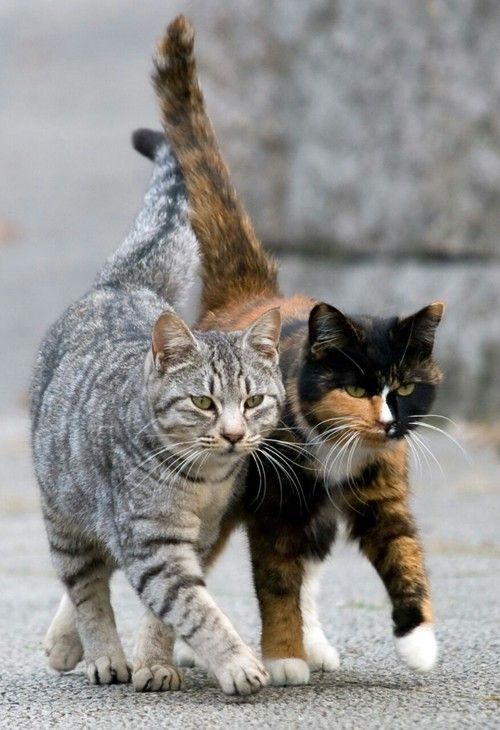 chat suresnes