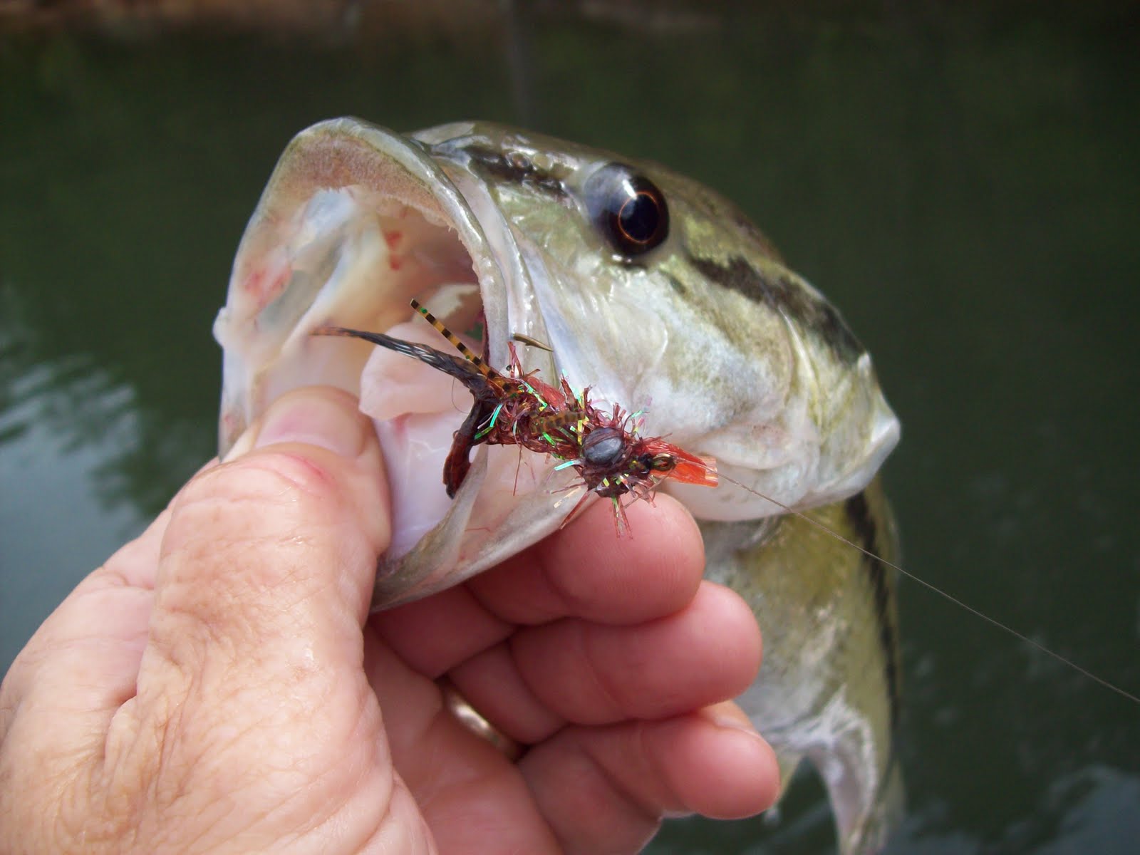 Fishing Through Life First Fly Outing on Smith for the Kentucky Spots