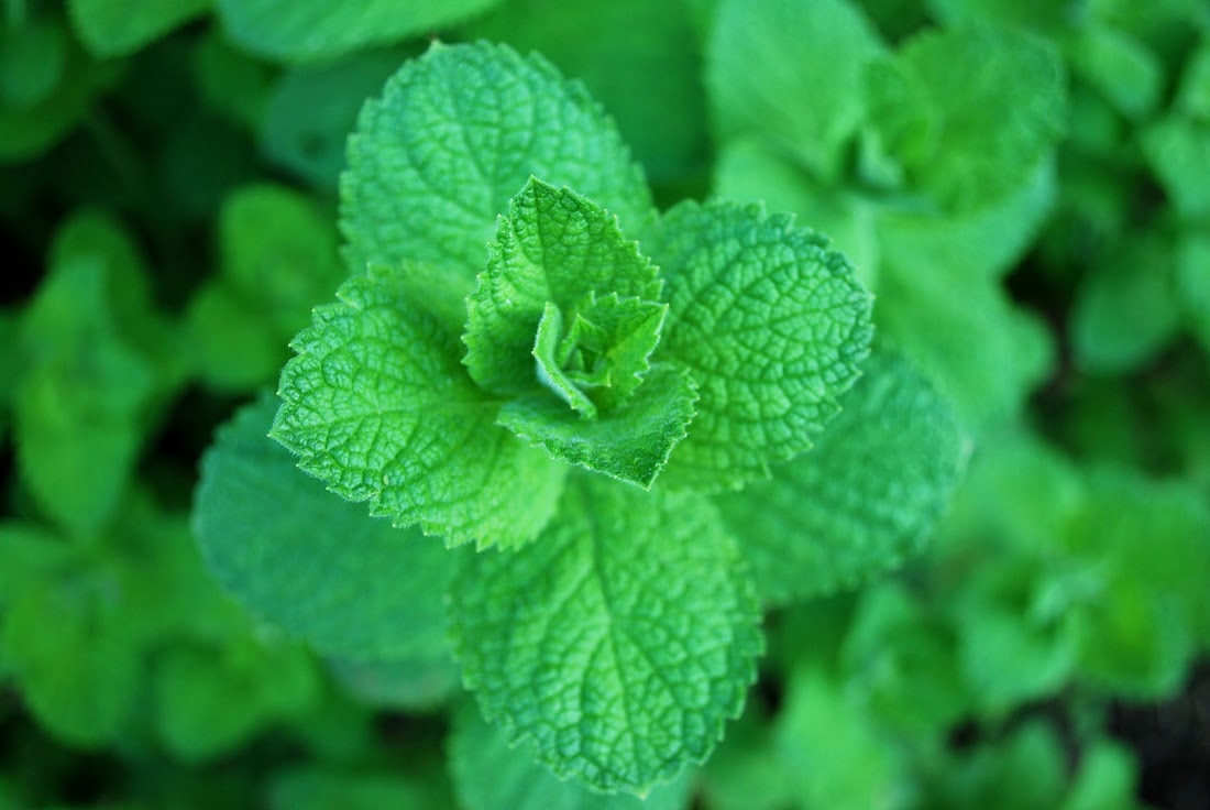 Benefits And Nutrition Of Apple Mint Herb (Mentha