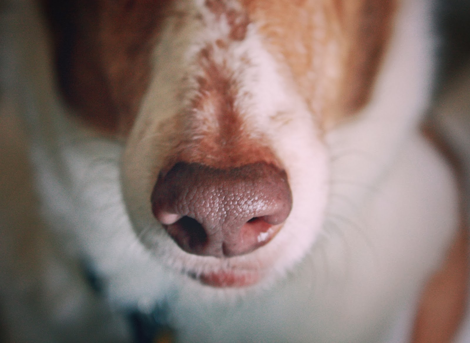 Raising a Super Dog moved to Dog Nose Wisdom