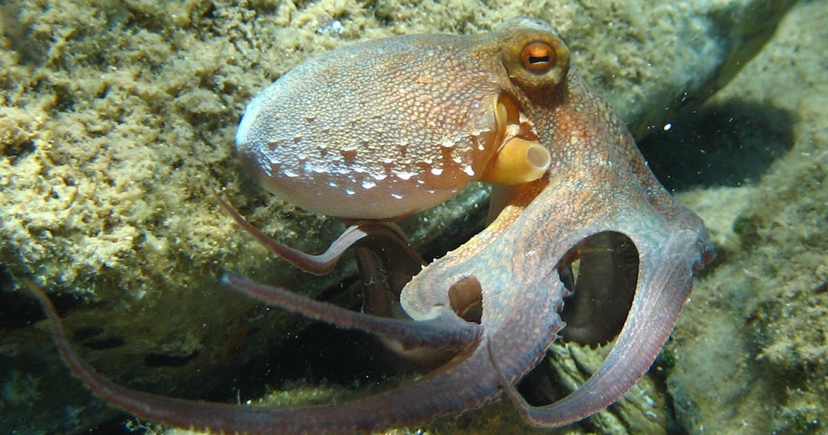 Octopus The Biggest Animals Kingdom