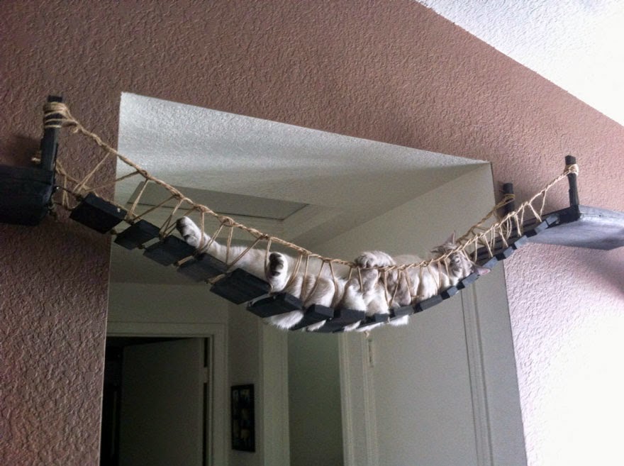 20 Awesome Furniture Design Ideas For Crazy Cat People My99Post