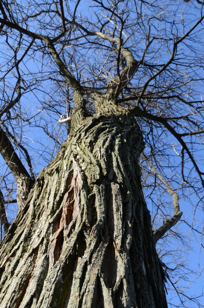 Ohio Birds and Biodiversity Osageorange
